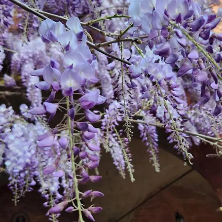 Al Glicine Di Sant'abondio * سيينا