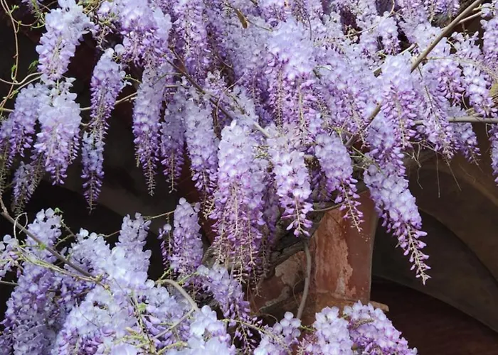 Al Glicine Di Sant'abondio Villa *