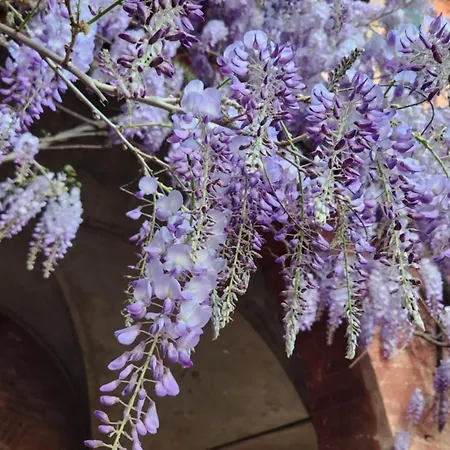 Βίλα Al Glicine Di Sant'abondio *