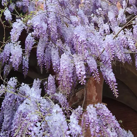 Al Glicine Di Sant'abondio Βίλα *