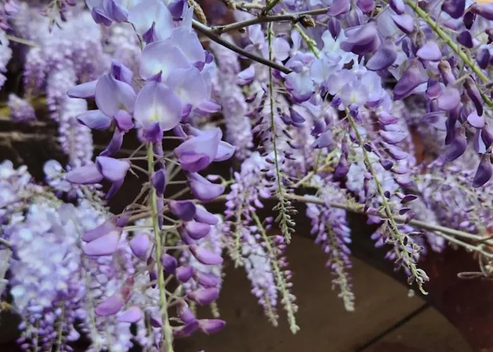 Al Glicine Di Sant'abondio * Сиена