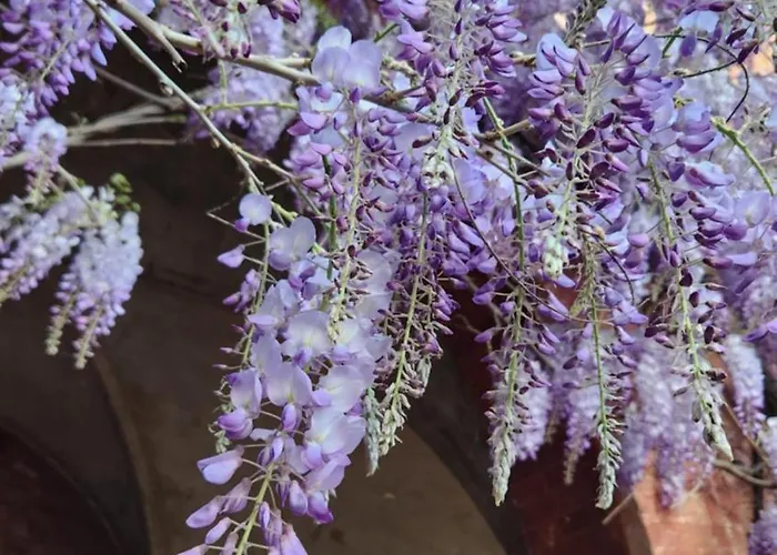 Vila Al Glicine Di Sant'abondio *